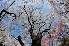 【満開の桜】20140405