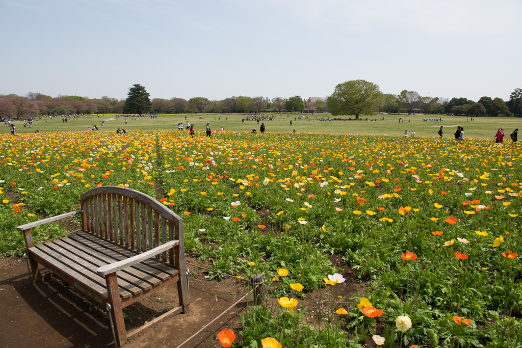 【昭和記念公園(ポピー)】20150418