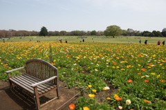 【昭和記念公園(ポピー)】20150418