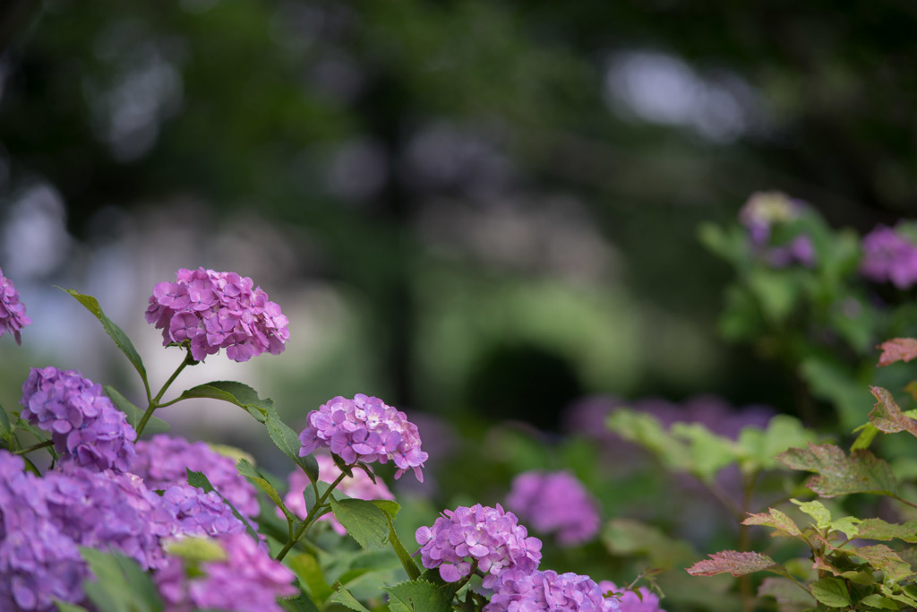 相模原北公園【紫陽花：西洋アジサイ】①20180617