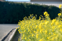 ソレイユの丘【菜の花のアップ】①20220116