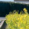 ソレイユの丘【菜の花のアップ】①20220116