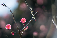 大船フラワーセンター【梅の花：鴛鴦】③20220211