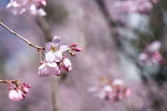 六義園【桜：枝垂れ桜】⑦20230314