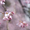 六義園【桜：枝垂れ桜】⑦20230314