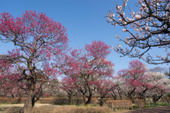 府中市郷土の森梅園【梅園のの眺め】④20190302