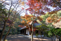 薬師池公園【旧荻野家住宅の紅葉】②20181123