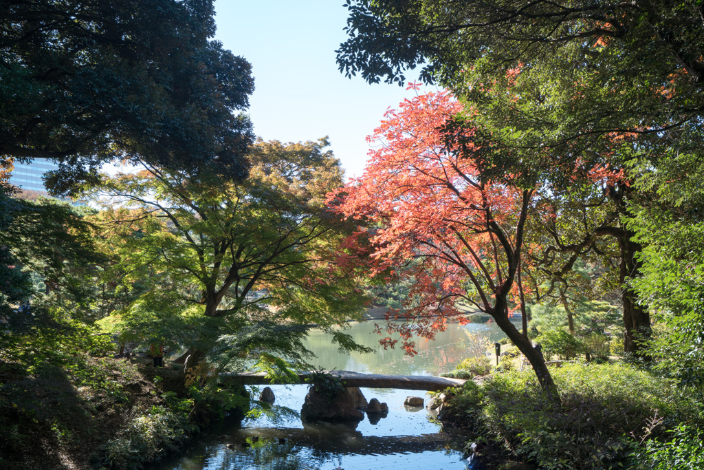 都内紅葉名所巡り2【六義園：渡月橋の紅葉】20211128