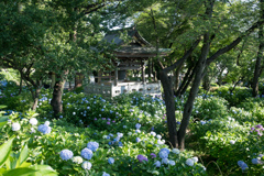 あじさい寺(妙楽寺)【鐘楼の庭の紫陽花】①20220625