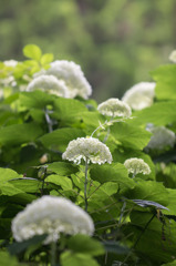 【相模原麻溝公園(アナベル)】①20150613