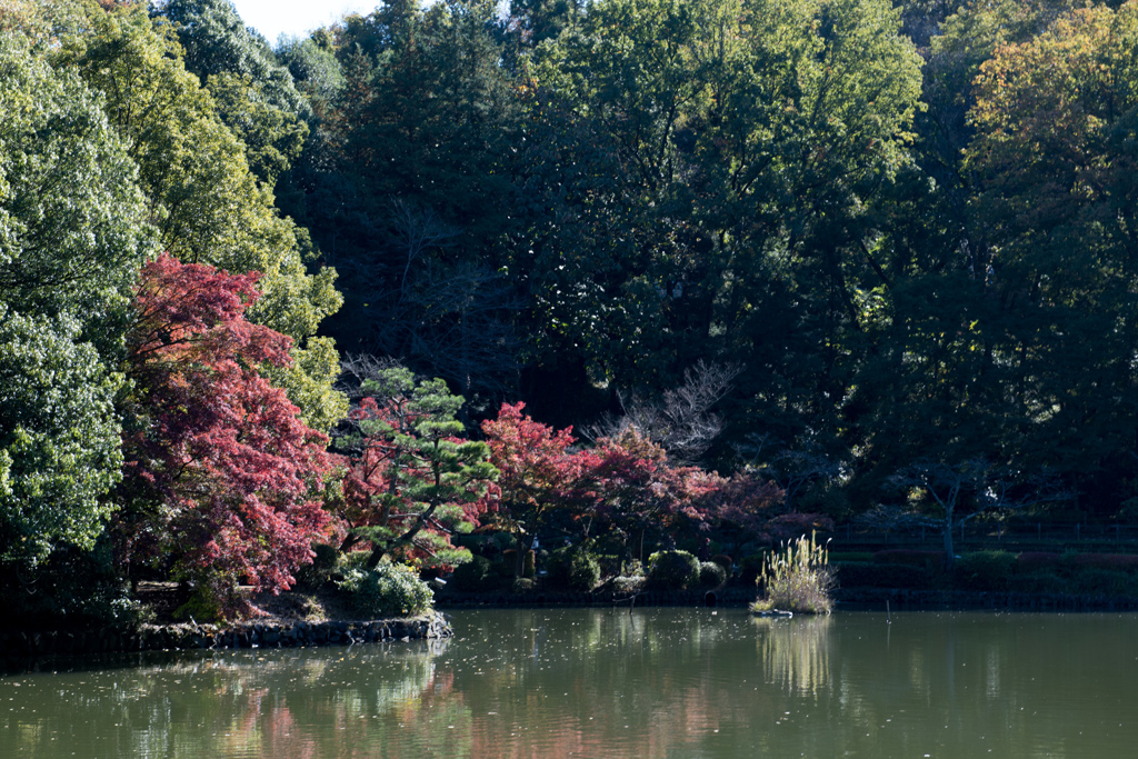 薬師池公園【薬師池と紅葉】③20211113