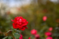 大船フラワーセンター【秋パラ：ドゥフトボルケ】20251102