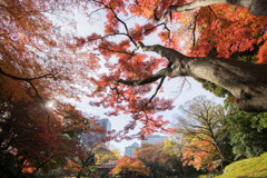 小石川後楽園【大堰川付近の紅葉】③20171126