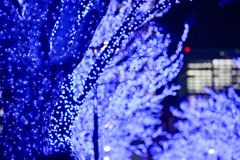 青の洞窟 SHIBUYA【135mm】③20241223