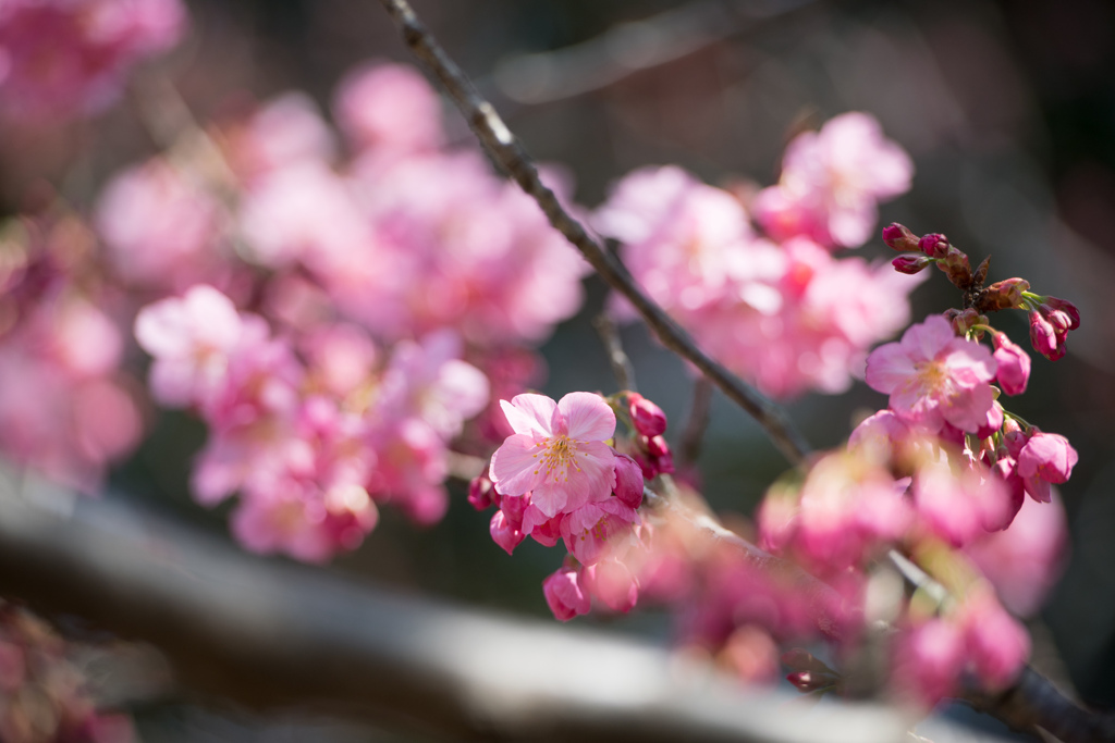 本牧山頂公園【桜：横浜緋桜】②20230316