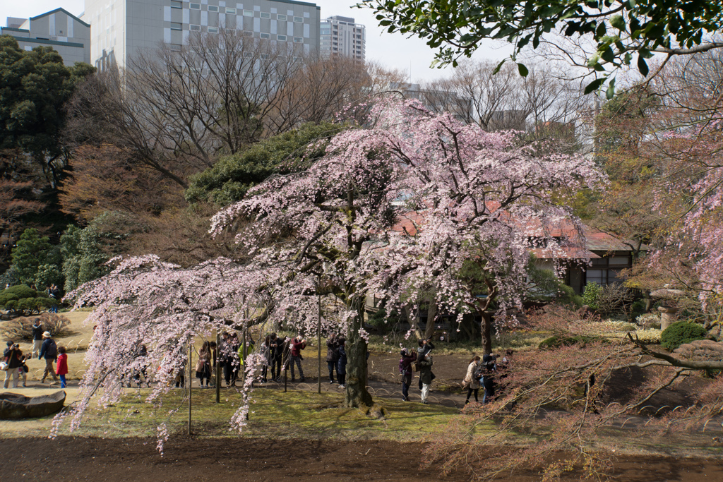 小石川後楽園【桜：枝垂れ桜】①20170402