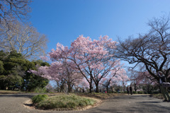 新宿御苑【サクラ：高遠小彼岸】①20190324