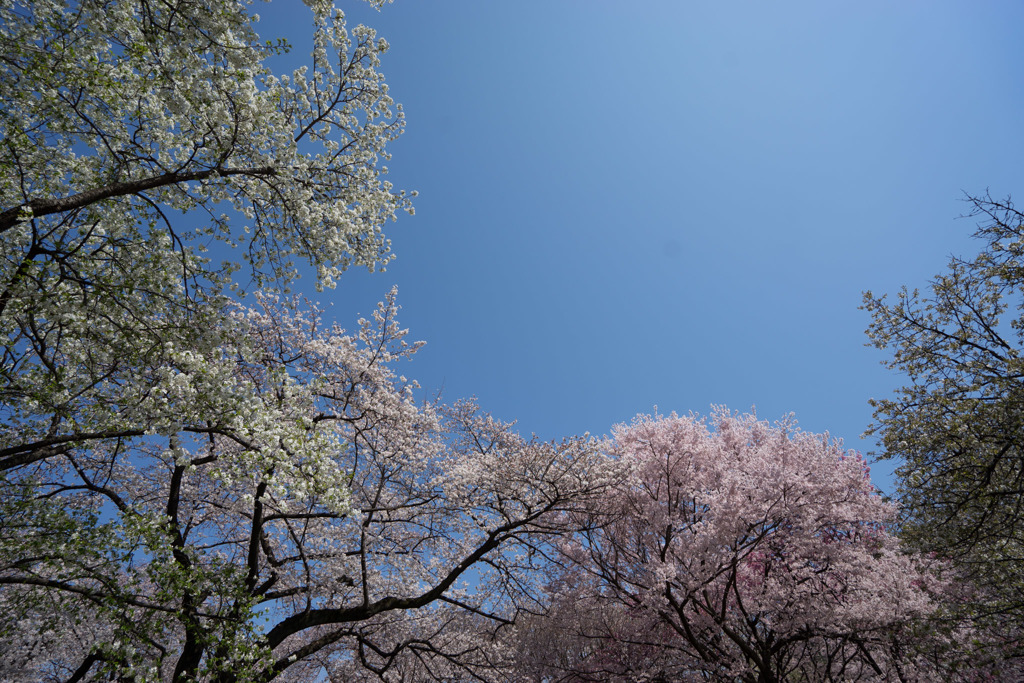 新宿御苑【桜園地の桜の様子】②20180325