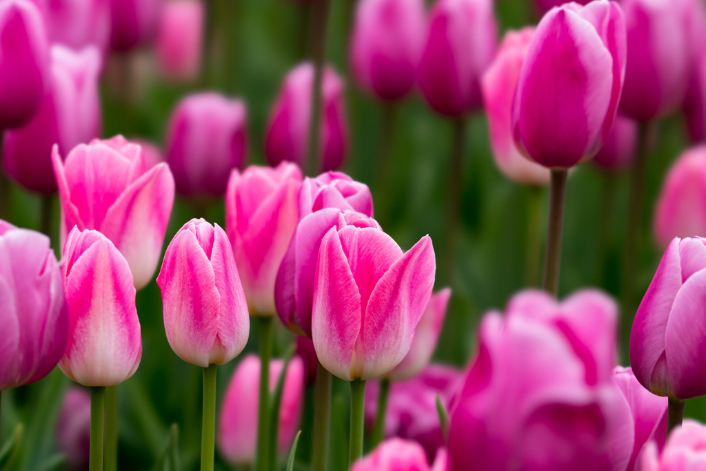 花菜ガーデン【チャペックの庭のチューリップ】⑥20191221