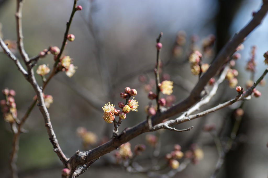 【神代植物公園(麗懸)】①20150228