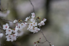 小石川植物園【ソメイヨシノのアップ：135 mm】①20190331