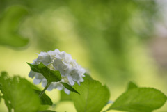 正覚寺【紫陽花】③20180602