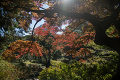 都内紅葉名所巡り2【六義園：水香江付近の紅葉】①20211128