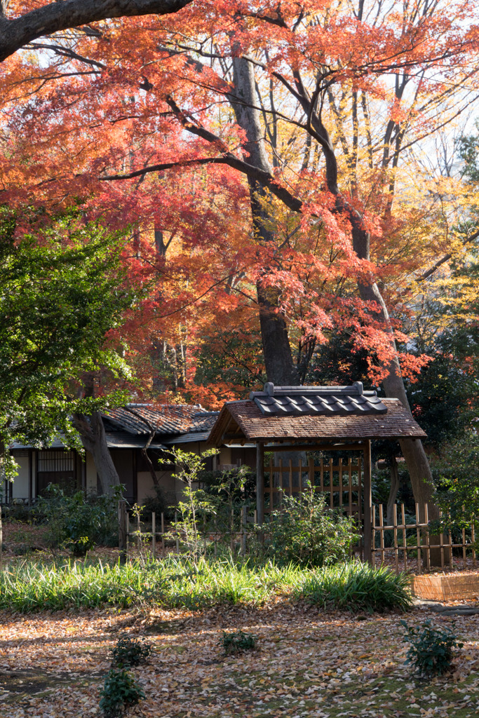 六義園【紅葉：心泉亭】20171202