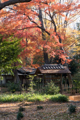 六義園【紅葉：心泉亭】20171202
