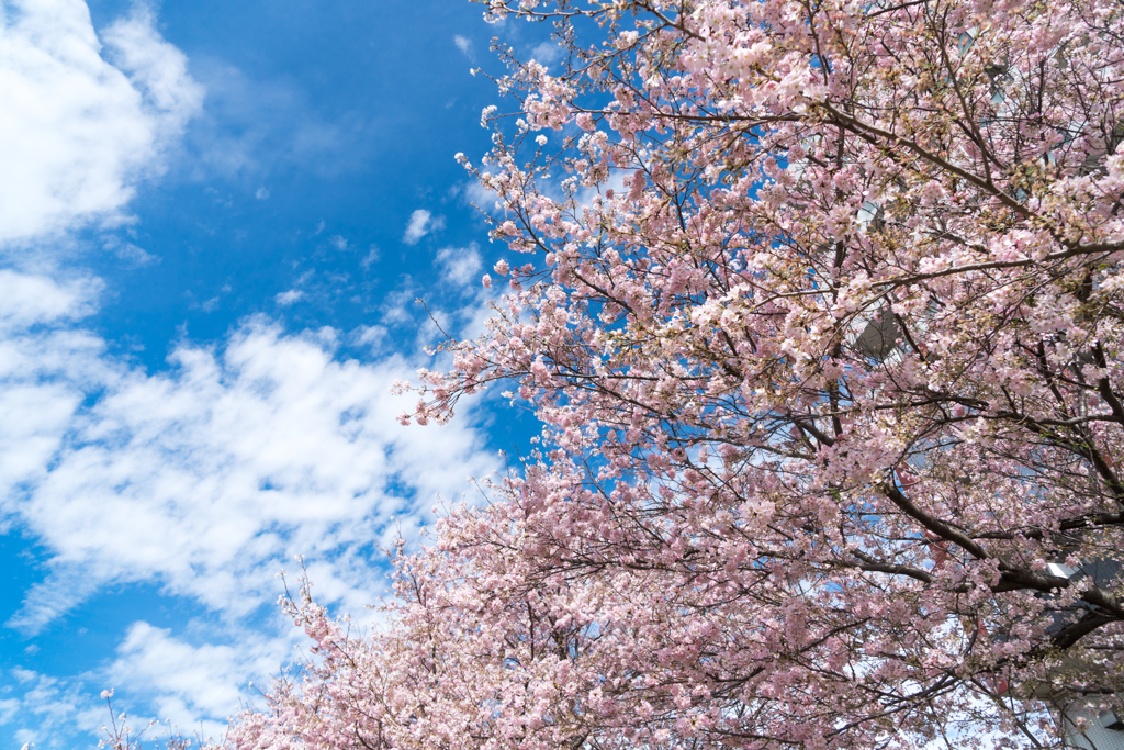 早朝ウォーキング桜巡り【早渕川沿いの桜並木】⑤20230324