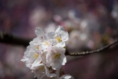 本牧山頂公園【桜：染井吉野】⑨20180324