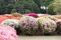 【神代植物公園(ツツジ)】②20160424