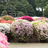 【神代植物公園(ツツジ)】②20160424