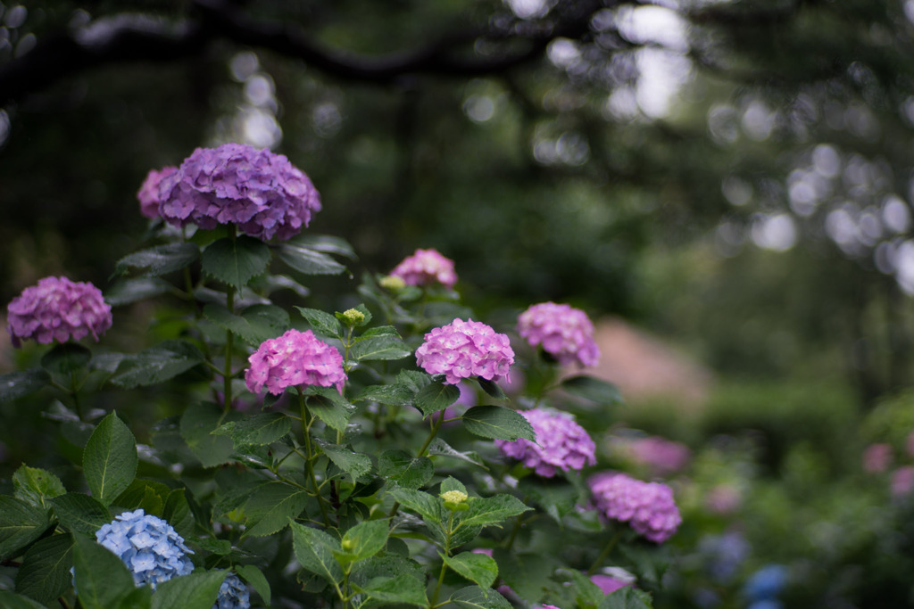 府中市郷土の森【アジサイ】③20200614