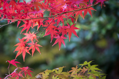ささぶねの小路【紅葉】⑨20171119