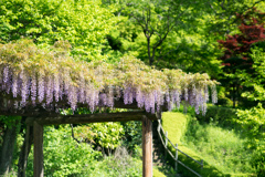 町田ぼたん園【藤の花】①20220503
