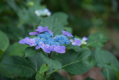 相模原北公園の紫陽花【ソフティ】①20170618