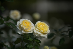 【京成バラ園(薔薇：快挙)】20161023