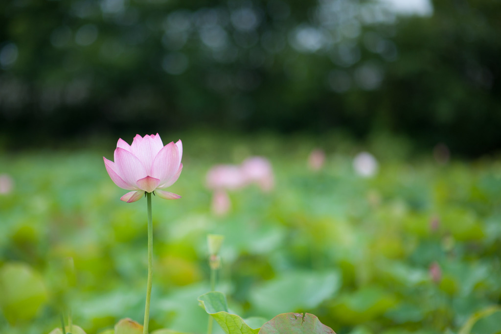 花菜ガーデン【蓮の花】①20190713