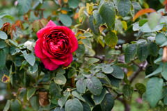 生田緑地ばら苑【秋パラ：ザ・ダーク・レディ】20251023