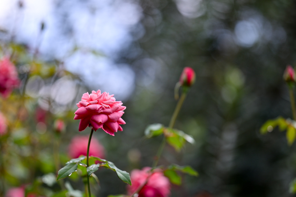 花菜ガーデン【秋パラ：アルシデュック・ジョゼフ】20251027