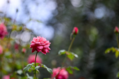 花菜ガーデン【秋パラ：アルシデュック・ジョゼフ】20251027