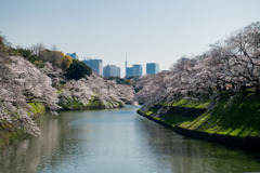 【千鳥ヶ淵緑道の桜】①20200326