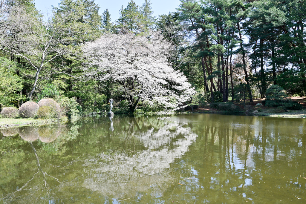 神代植物公園【つつじ園池の奥のサクラ】20250404