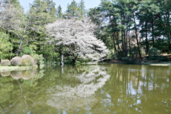 神代植物公園【つつじ園池の奥のサクラ】20250404