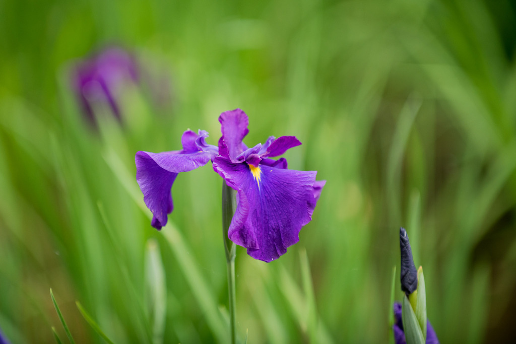 薬師池公園【花菖蒲(濃紫系)】③20200531