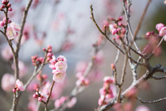 小田原FG【梅：浮牡丹】①20190210