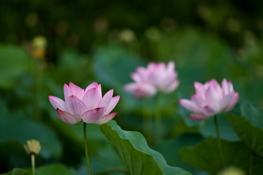 花菜ガーデン【田んぼたんぼの蓮(近景)】②20240718
