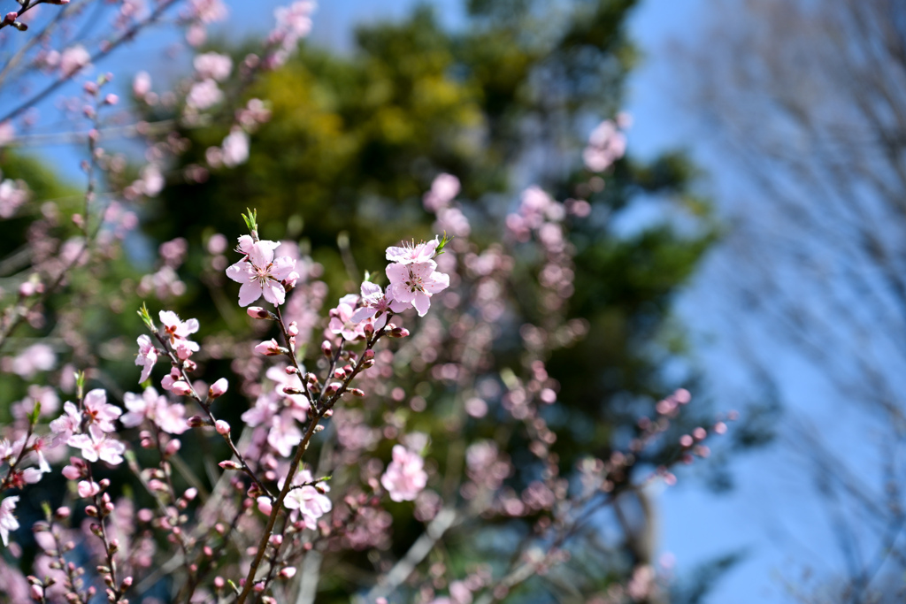 神代植物公園【アーモンド】①20240330