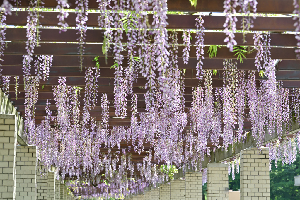 神代植物公園【棚藤の様子(六尺藤)】③20250429
